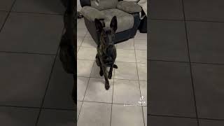 bergerhollandais bergerallemand pets bergermalinois germanshepherd chiens doglover malinois [upl. by Aneroc]