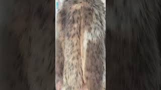 Fur Coat Projection 2 [upl. by Cousin]