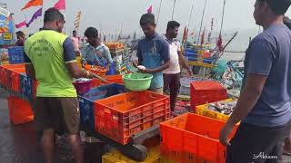 Sassoon Dock Fish Market Mumbai  wholesale Fish Market 2024 [upl. by Nikral]