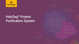 HaloTag® Protein Purification System powerful technology for protein interactions and more [upl. by Georgetta]