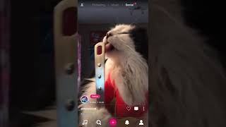 How to see who liked video in Triller app [upl. by Karina817]