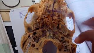 CONTENTS of pterygopalatine fossa PTERYGOPALATINE GANGLION simple explanation part 3 [upl. by Hax80]