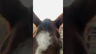 Oh look a forelock😭😂 horse equestrian funny trend [upl. by Tebasile]