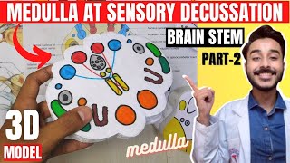 ts of medulla oblongata at sensory decussation  brainstem anatomy 3d  medulla oblongata anatomy [upl. by Frans529]