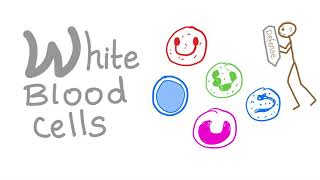 White Blood Cells WBCs  Your body’s Defense  Hematology [upl. by Marylou18]