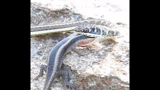 Snake swallows Lizard [upl. by Nealson]