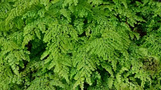 Himalayan Maidenhair Fern Adiantum venustum [upl. by Hsara11]