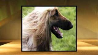 Dogs 101 Afghan hound [upl. by Munshi]