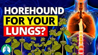 How to Detox and Cleanse Your Lungs with Horehound ❓ [upl. by Nwahsuq725]