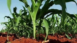 Part 1 of 4 Nitrogenuseefficient maize – a howto for lowfertility soils [upl. by Genevieve]