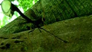 Ichneumon Wasp making a deposit with very long ovipositor into tree trunk [upl. by Aliahs760]