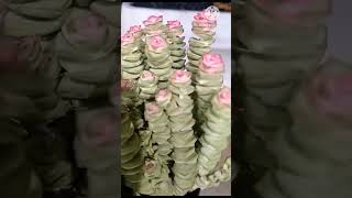 Fasciated Haworthia succulent plants viral trending [upl. by Shani121]