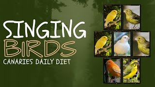 4 Canaries Having VEG ForYou TrendingNow InstaReels ViralVideo DailyShorts Entertainment FYP [upl. by Lowney]