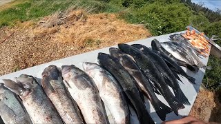 Epic Day Spearfishing and Fishing in Dunedin [upl. by Whallon]