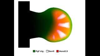 Alan Turing Math model show fingers formation  In Science Magazine [upl. by Myles]