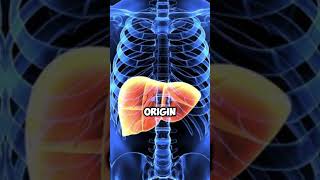 3 Worst Foods to Avoid to Protect Your Liver [upl. by Atinet]