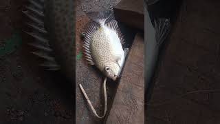 good size again fishing rabbitfish fishingtechniques fishingtips fish [upl. by Aissak]