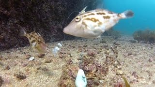 釣り餌のアサリを突っつくウマヅラハギ【水中映像】 [upl. by Gabbie]