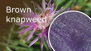 Brown Knapweed Centaurea Jacea Under a Microscope Leaf And Petal [upl. by Dilan604]