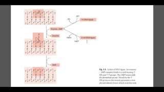 DNA ligase mechanism [upl. by Werdnael534]