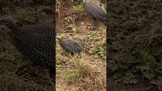 Guinea fowl spotted africanbirds birds 2024 [upl. by Eesdnyl844]