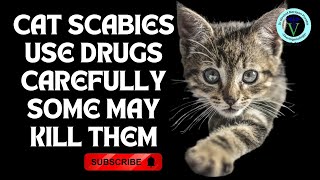 Decoding Cat Scabies Signs Therapy and Safe Treatment Options I GNP Sir [upl. by Auhsaj]