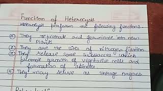 What is Heterocyst  Heterocysts StructureFunctionDevelopment in detail [upl. by Marola]