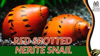 RED SPOTTED NERITE SNAIL An EyeCatching Addition to Your Aquarium Neritina natalensis [upl. by Clarhe686]