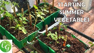 Starting Summer Vegetables  A Complete Guide To Starting Vegetable Seeds  Tomatoes Peppers etc [upl. by Levan331]