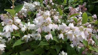 YUKI CHERRY BLOSSOM™ DEUTZIA  wwwgardencrossingscom [upl. by Lynnell]