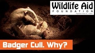 Why is there a Badger Cull [upl. by Madelina]