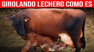 🔴 GIROLANDO LECHERO Características De La Raza ✅ Vacas Lecheras [upl. by Zina]