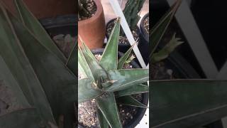 Sansevieria Pinguicula has new pup on october 2024 dracaena sansevieria [upl. by Reine]