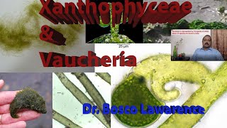 General Characters of Xanthophyceae and a detailed study on the type Vaucheria [upl. by Teragramyram273]