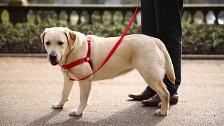 Easy Walk® Dog Harnesses  Train your dog Enjoy your walk [upl. by Odnarb784]