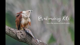 Brahminy Kite  Most seen raptor seen in South India  Hunting Series [upl. by Yrehcaz]