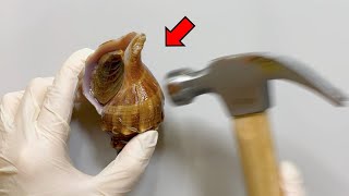 Whats Inside a Shell  Whelk Dissection [upl. by Acirrej]