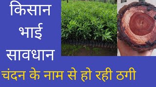 sandalwood farmingchandan ki kheti [upl. by Amalle]