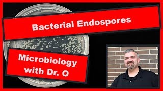 Bacterial Endospores Microbiology [upl. by Arand]