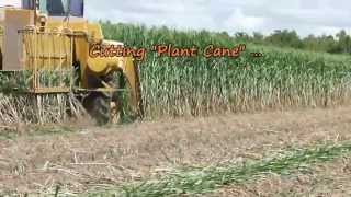 Planting Sugarcane in Louisiana 8232013 [upl. by Moreno118]