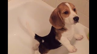 Cute beagle puppy takes his first bath [upl. by Marje628]