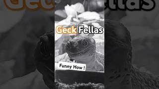 GeckFellas Starring LtPancake the Leopard Gecko 😐🦎 funnyanimal leopardgecko goodfellas funny [upl. by Damiani]