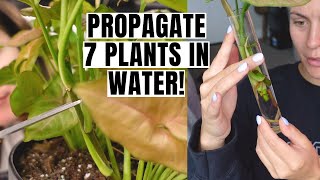 Water Propagation From Start to Finish  Propagate 7 Plant Varieties in Water [upl. by Noremmac]