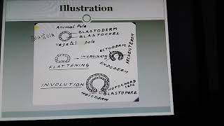 Understanding Gastrulation Eg Amphioxus [upl. by Higinbotham]