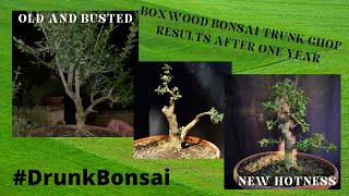 Styling a Boxwood Bonsai One Year After a Trunk Chop S01 E05 [upl. by Brooke]