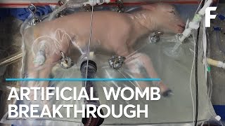 Breaking Scientists Create An Artificial Womb [upl. by Sukramaj256]