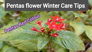 Pentas flower plant from seed  Pentas Care Tips Red Colour Permanent Flowering plants [upl. by Babby]