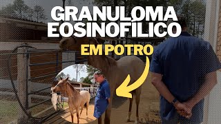 O que é GRANULOMA eosinófilo em equinos e como tratar  MV André Simon [upl. by Fawnia]