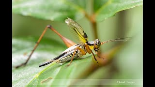 How does Cricket Nisitrus vittatus Make Sound [upl. by Arand]