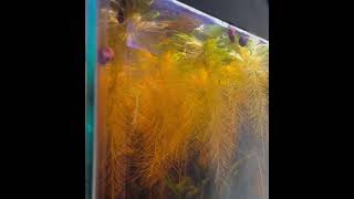 Breeding betta fish [upl. by Jaimie]